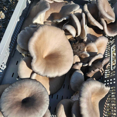 Blue Oyster Mushrooms