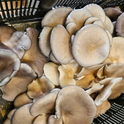 Grey Oyster Mushroom