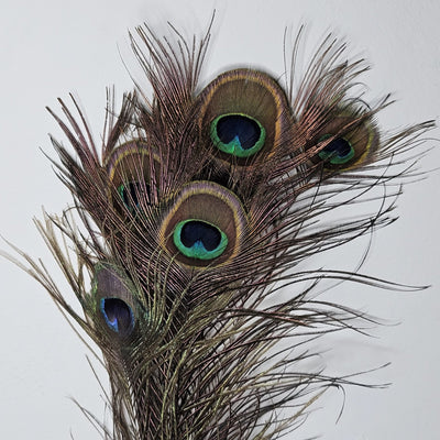 Peacock Feather Medium Eye's