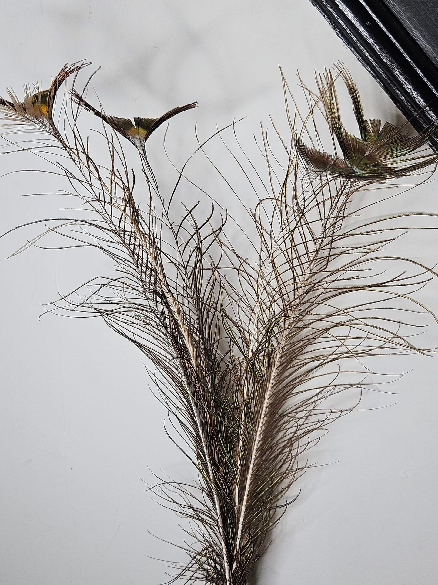 Peacock Tail Tip Feathers