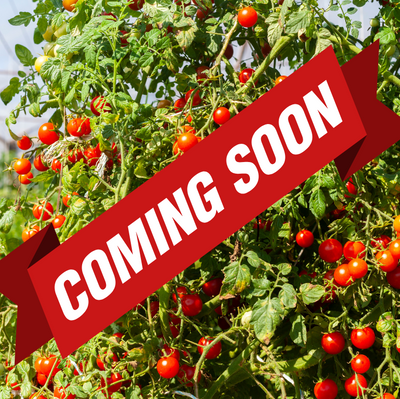Tomato Pruning & Care Workshop