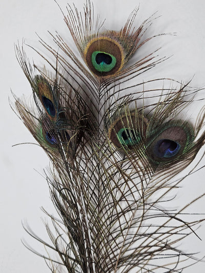 Peacock Feathers Xtra Tall Eyes